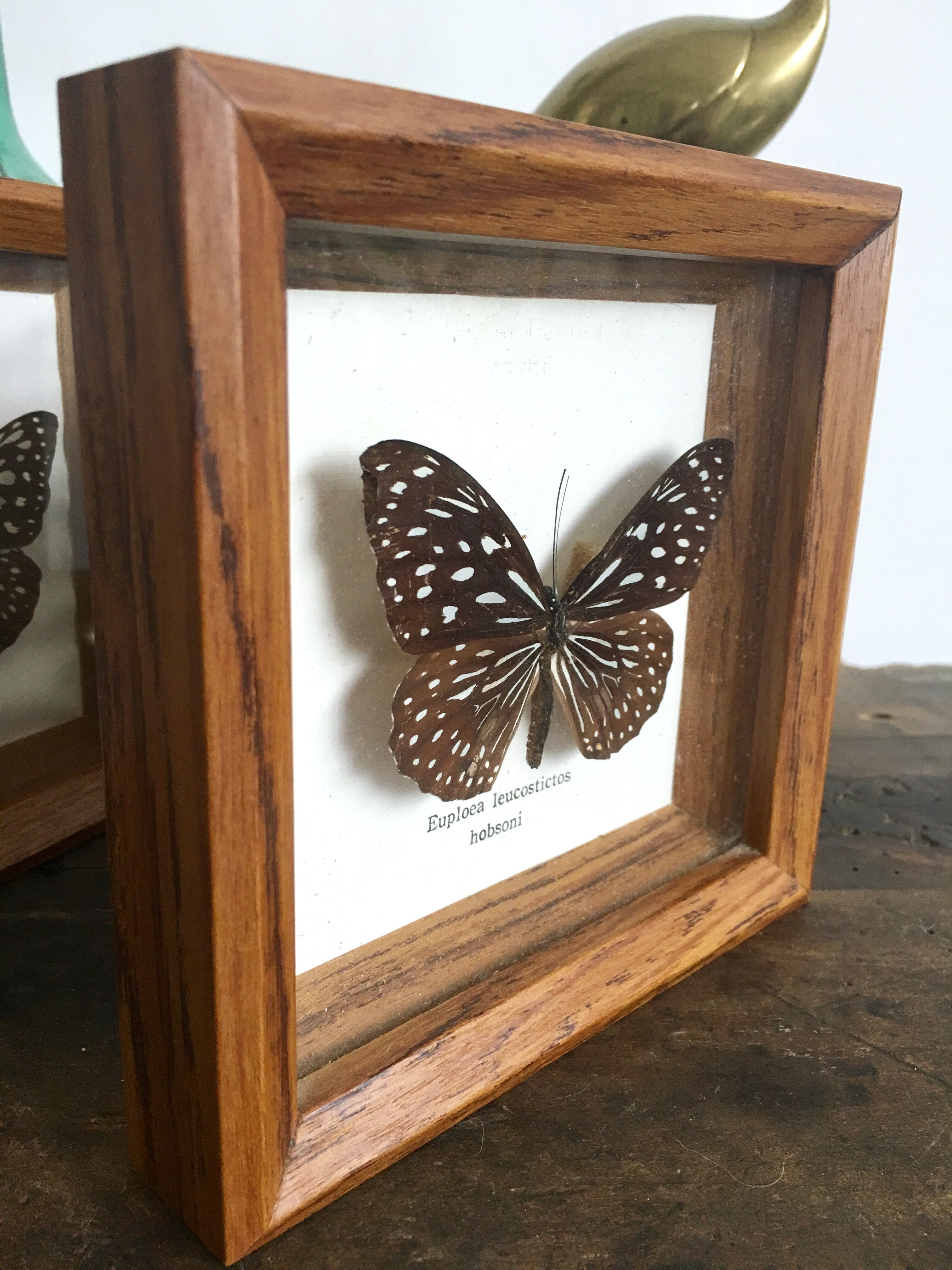 Lot of 2 frames naturalized butterflies