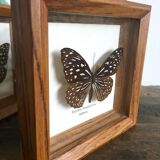 Lot of 2 frames naturalized butterflies