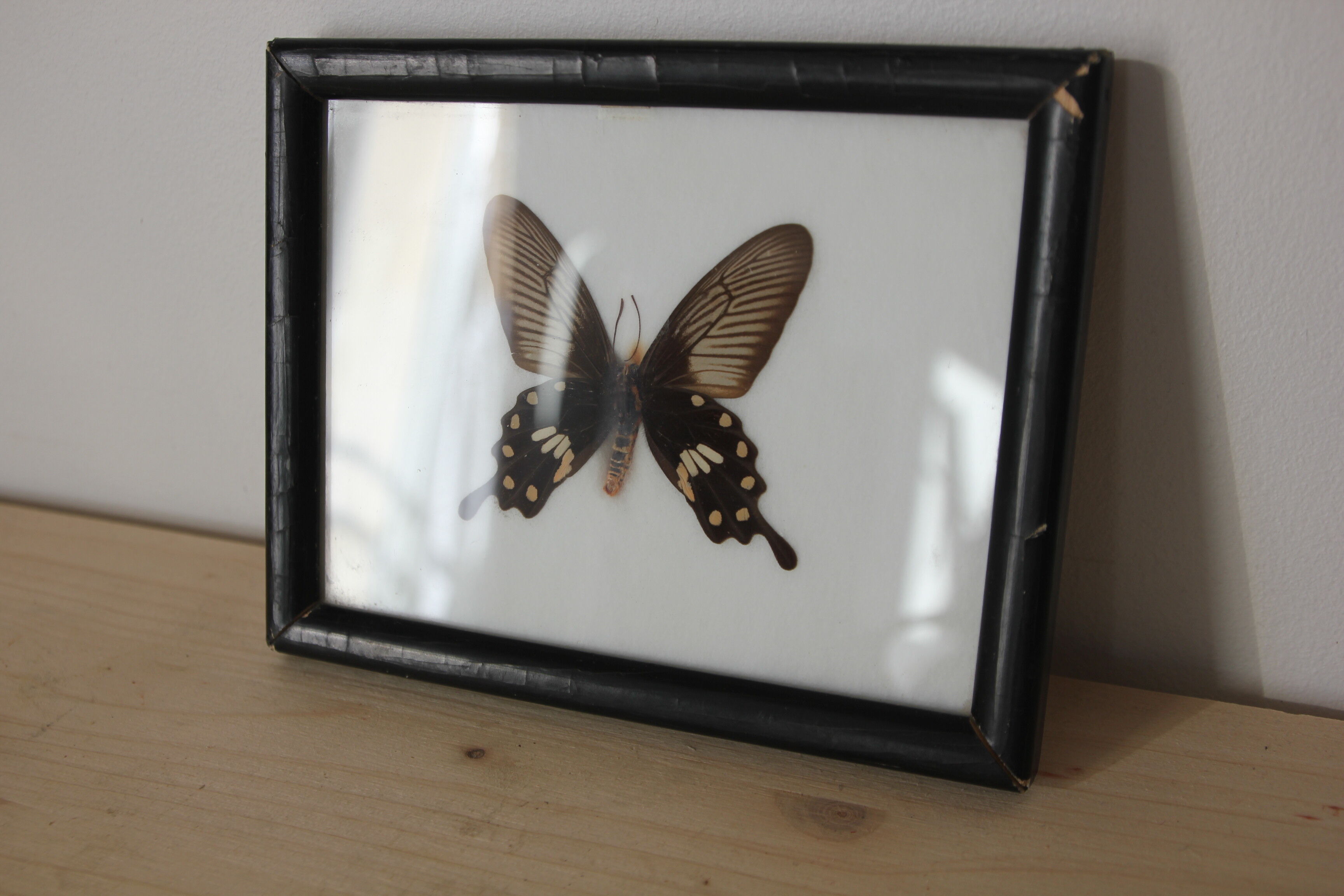Butterfly frame