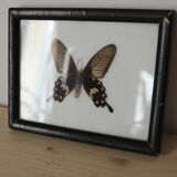 Butterfly frame
