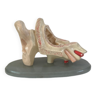 Ear anatomy J.Verhave