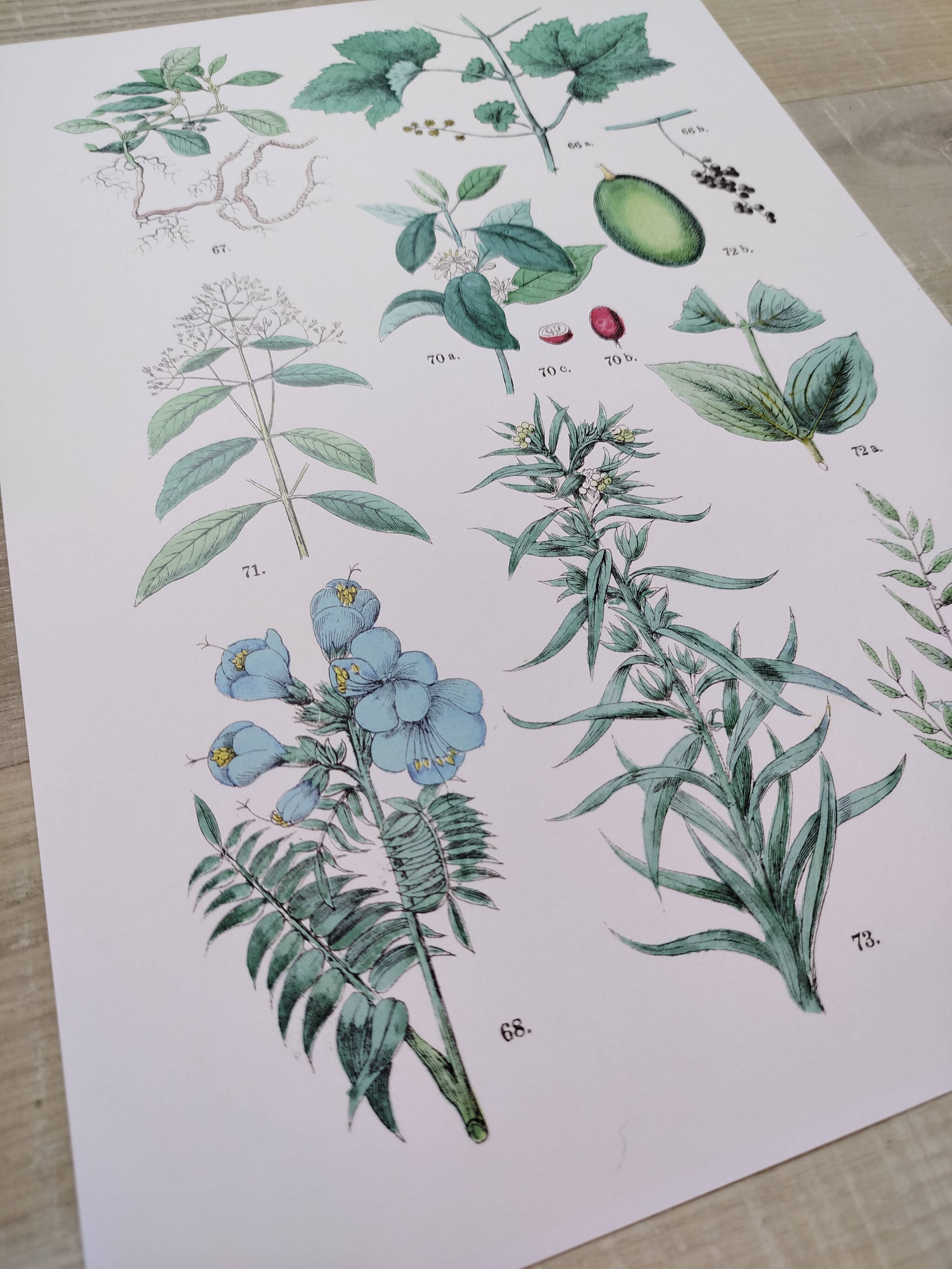 Affiche sur les plantes d'après une gravure de 1881 "vigne et café"