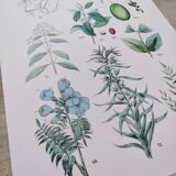 Affiche sur les plantes d'après une gravure de 1881 "vigne et café"