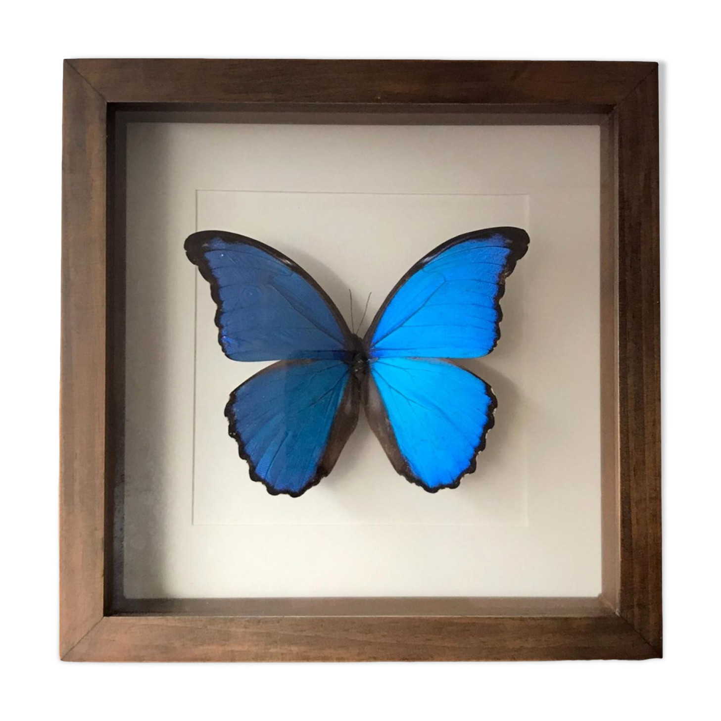 Taxidermy butterfly frame Morpho Didius 25cm x 25cm - walnut frame