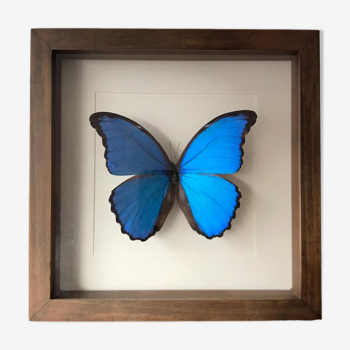 Cadre papillon taxidermie Morpho Didius 25cm x 25cm - cadre en noyer