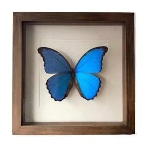 cadre papillon taxidermie