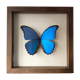 Taxidermy butterfly frame Morpho Didius 25cm x 25cm - walnut frame