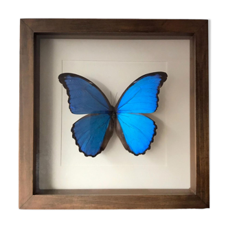 Taxidermy butterfly frame Morpho Didius 25cm x 25cm - walnut frame
