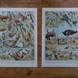 Original lithographs of birds and nests