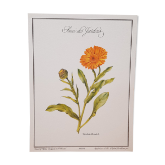 Botanical plate Souci des jardins
