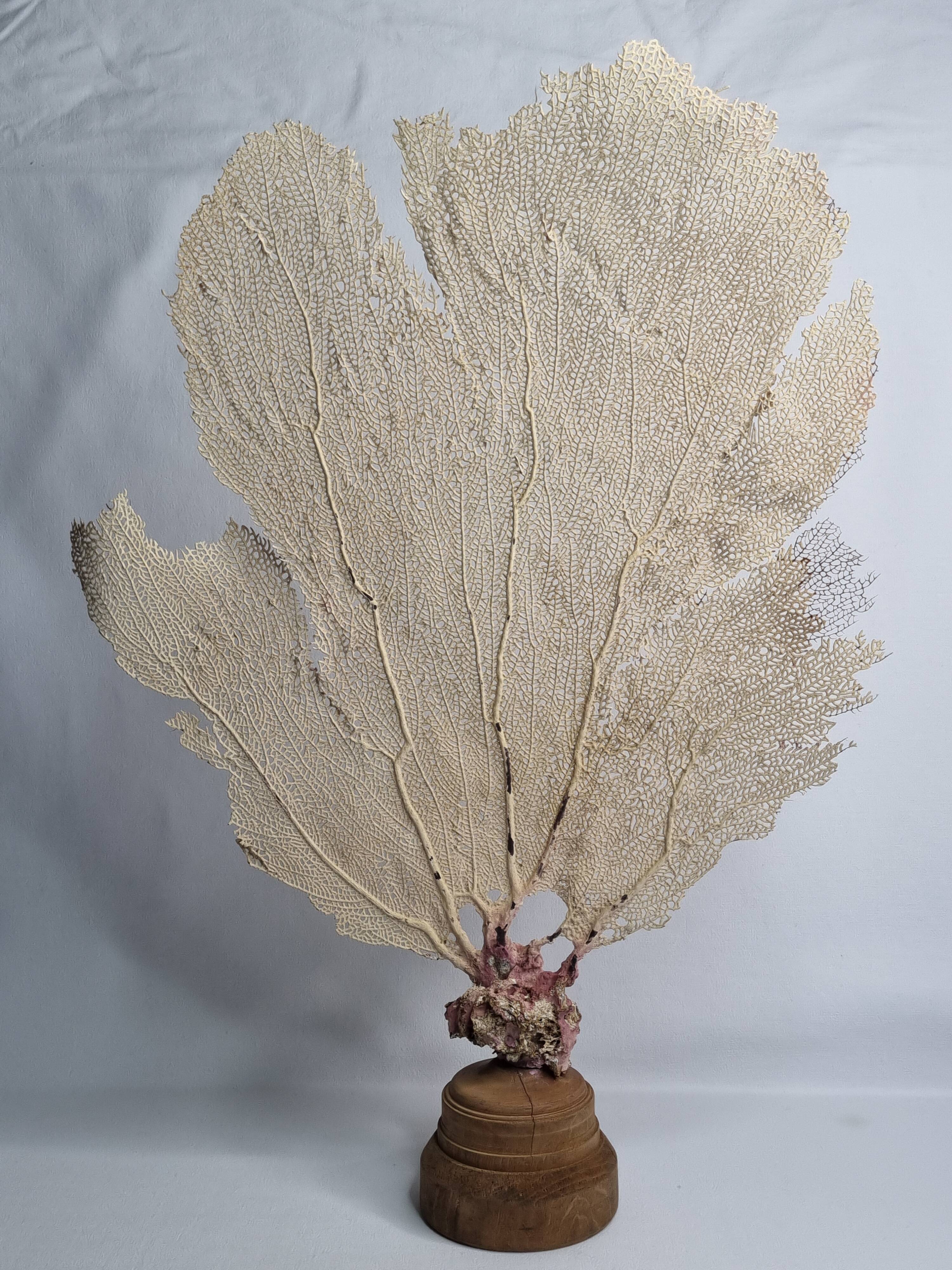Antique gorgonian coral, Venus fan, on solid wood base, 58 cm