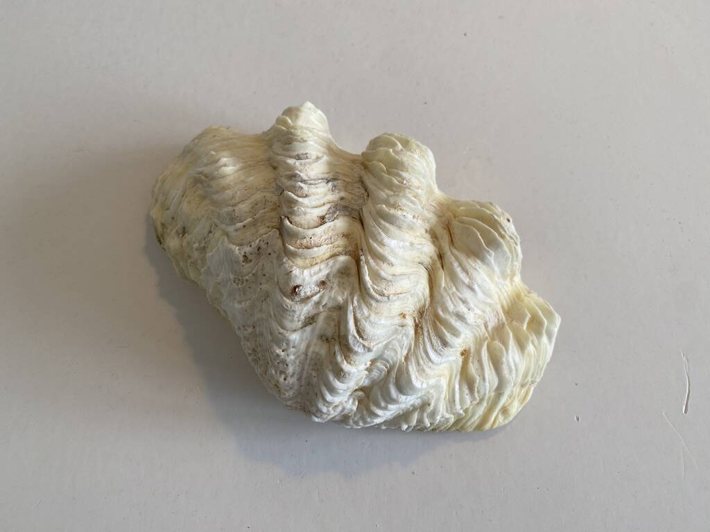 Holy water clam shell - 20x13x5 cm - Natural - 700g