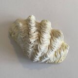 Holy water clam shell - 20x13x5 cm - Natural - 700g