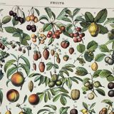 Old engraving 1898, Fruits (from our regions), varieties • Lithograph, Original plate
