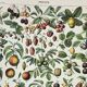 Old engraving 1898, Fruits (from our regions), varieties • Lithograph, Original plate