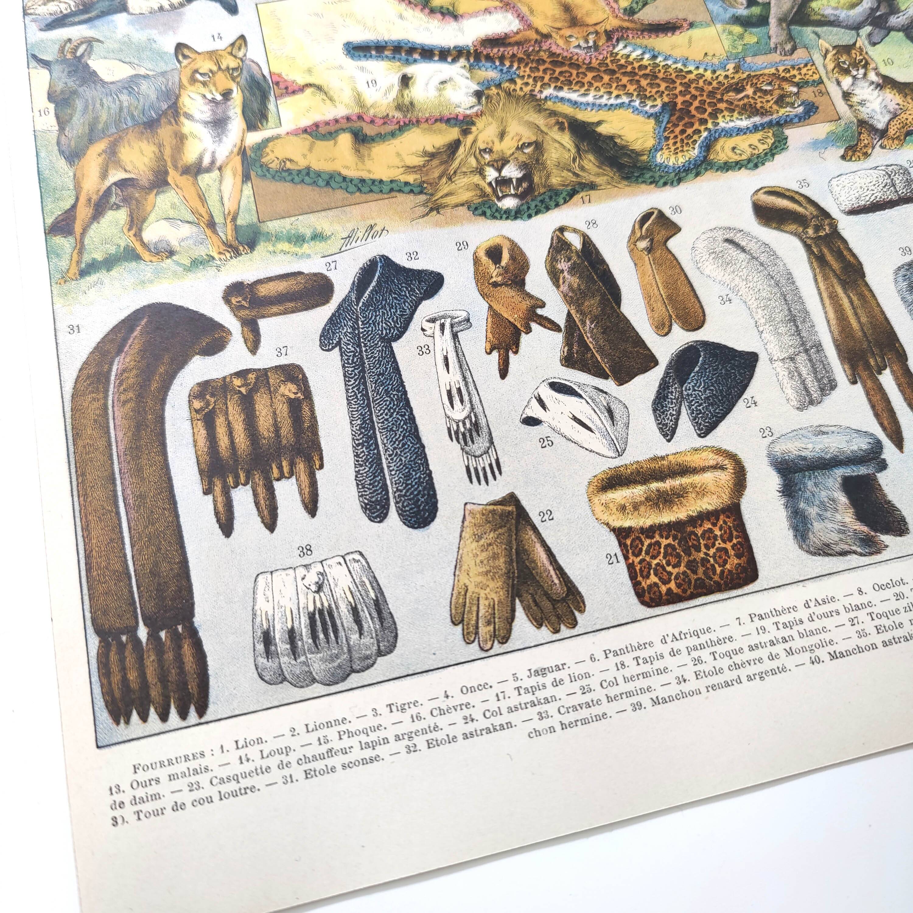 Lot of two lithographs on jungle animal furs 1900