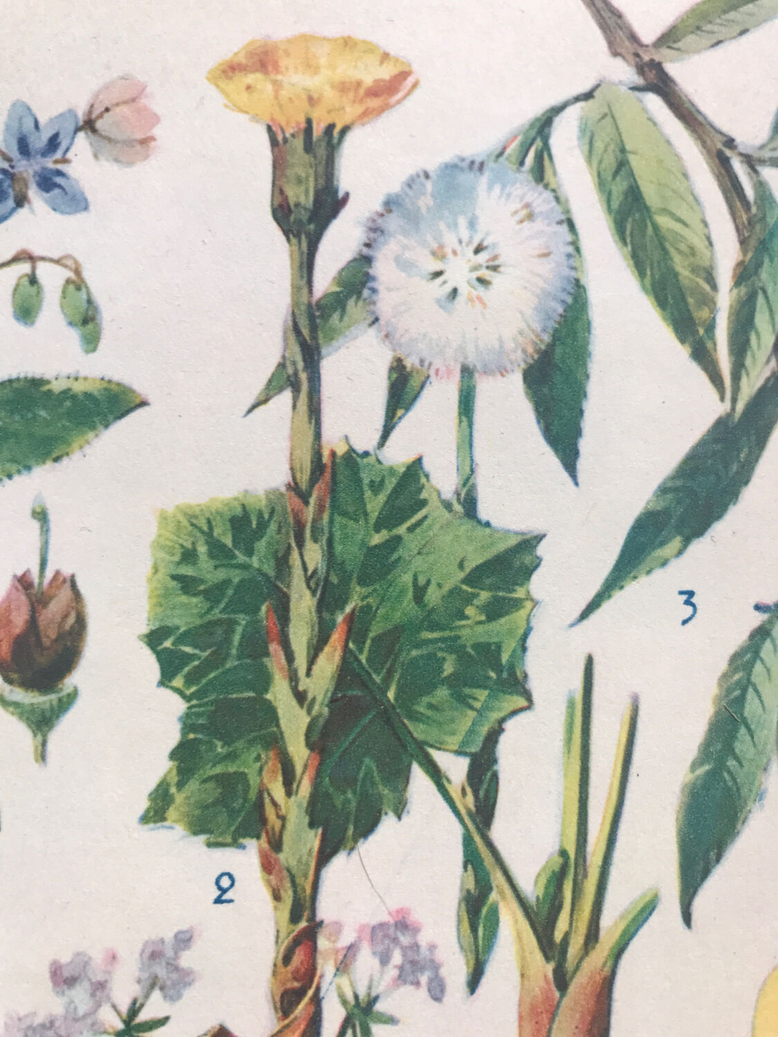 Original vintage VII botanical board