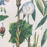 Original vintage VII botanical board