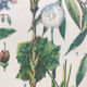 Planche botanique VII vintage originale