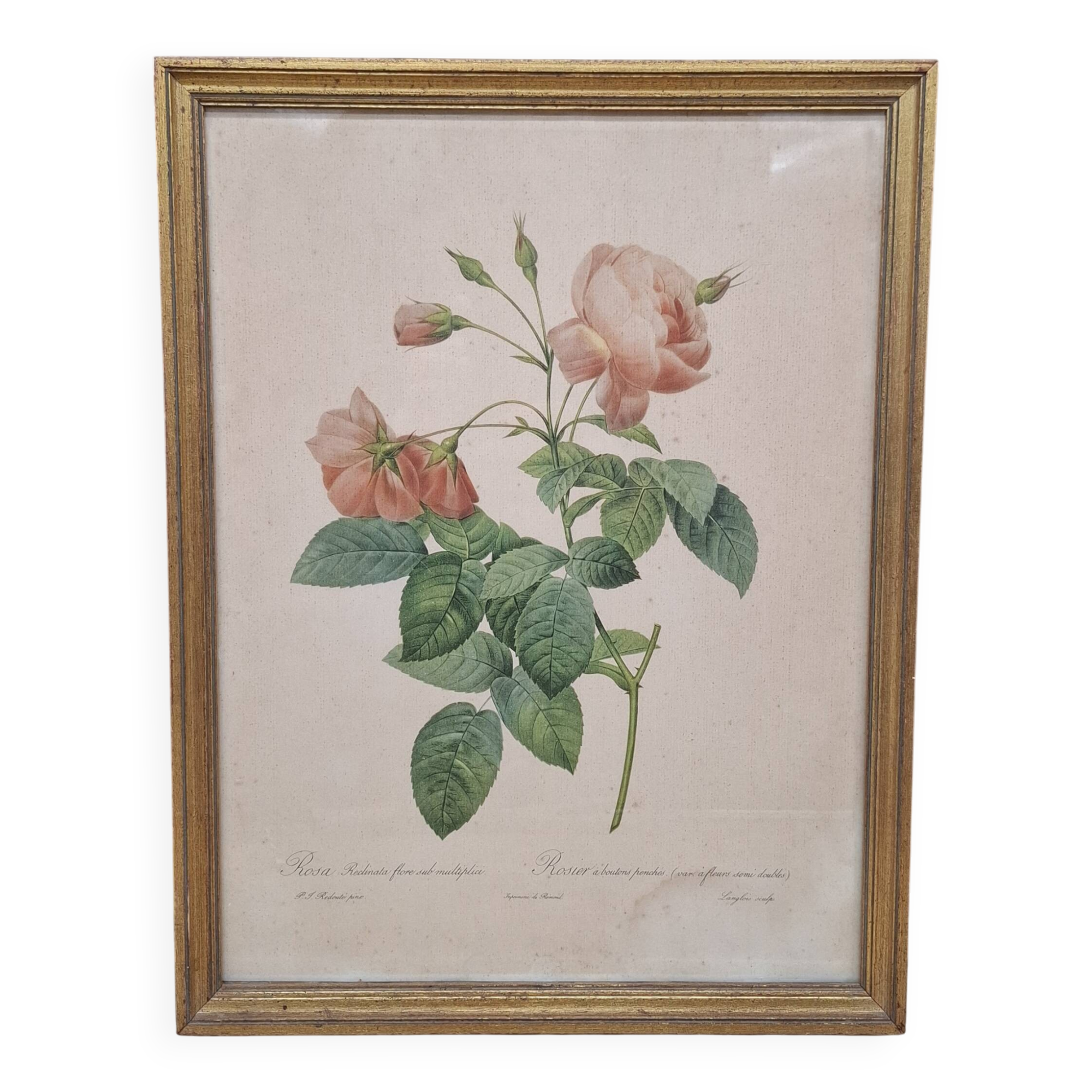 Botanical lithograph Rosebush with drooping buds PJ Redouté