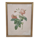 Botanical lithograph Rosebush with drooping buds PJ Redouté