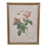 Lithographie botanique Rosier à boutons penchés PJ Redouté
