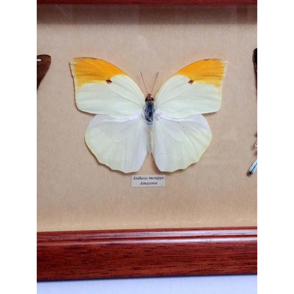 Cadre de 3 papillons naturalisés