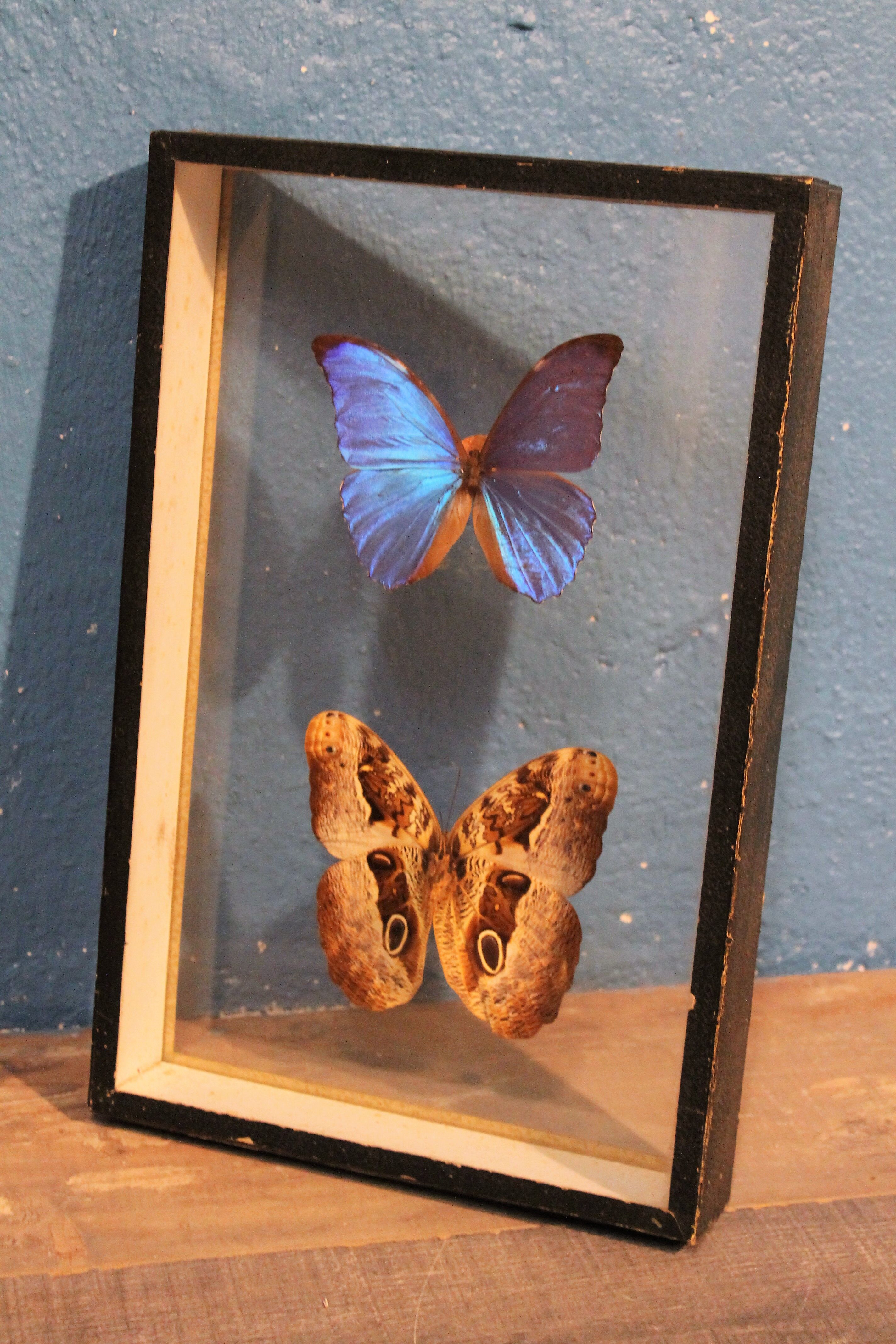 Morpho butterfly box  60