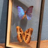 Morpho butterfly box  60