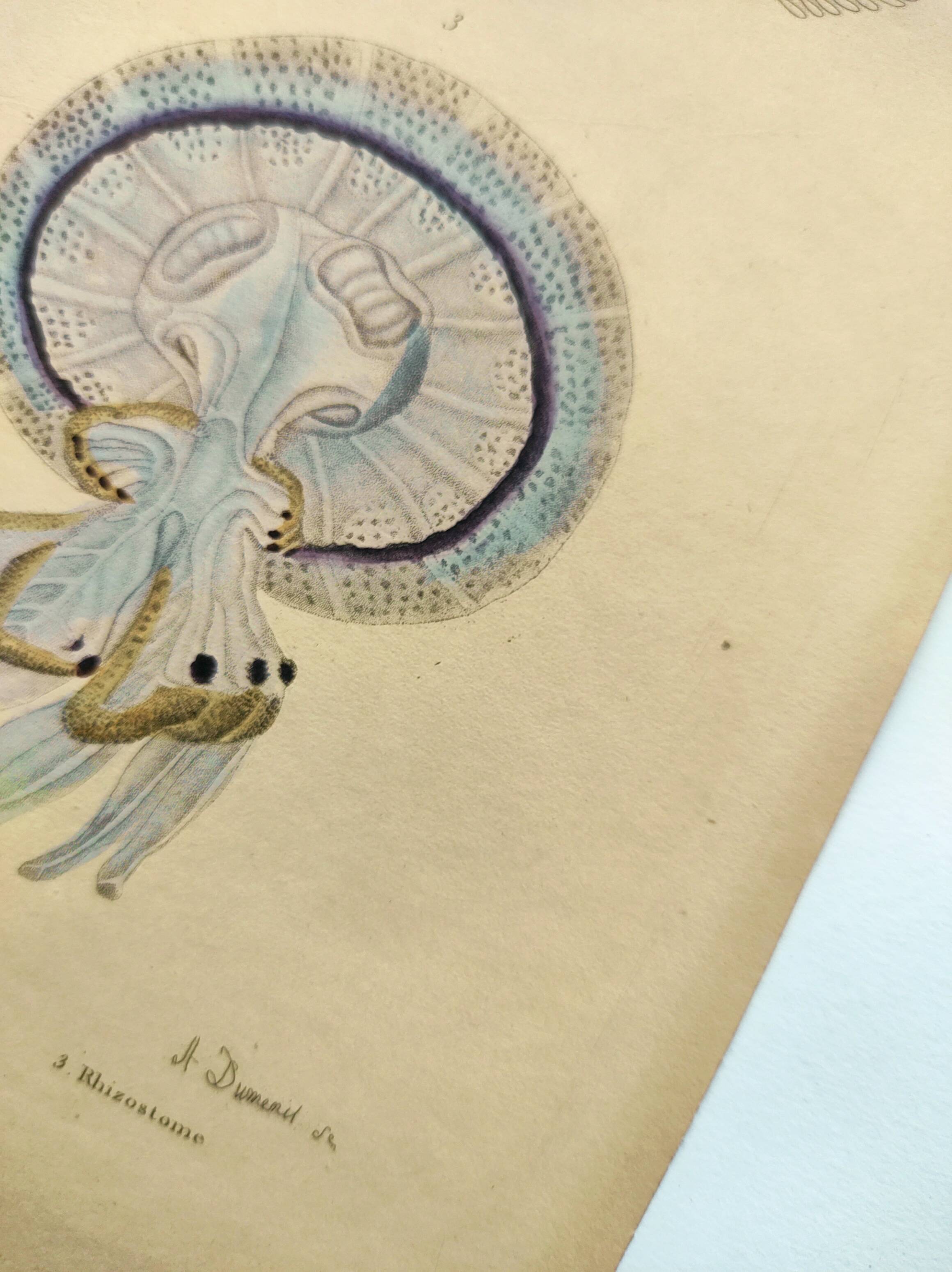 Old engraving from 1838 - Rhizostome jellyfish - Zoological hand-colored plate by Dumenil