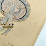 Gravure ancienne de 1838 -Méduse rhizostome- Planche coloriée à la main zoologique de Dumenil
