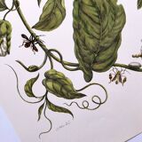 Vintage illustration. Passion flower by Merian - botanical plate
