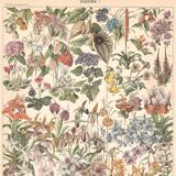 Old plate on greenhouse flowers and plants 1897