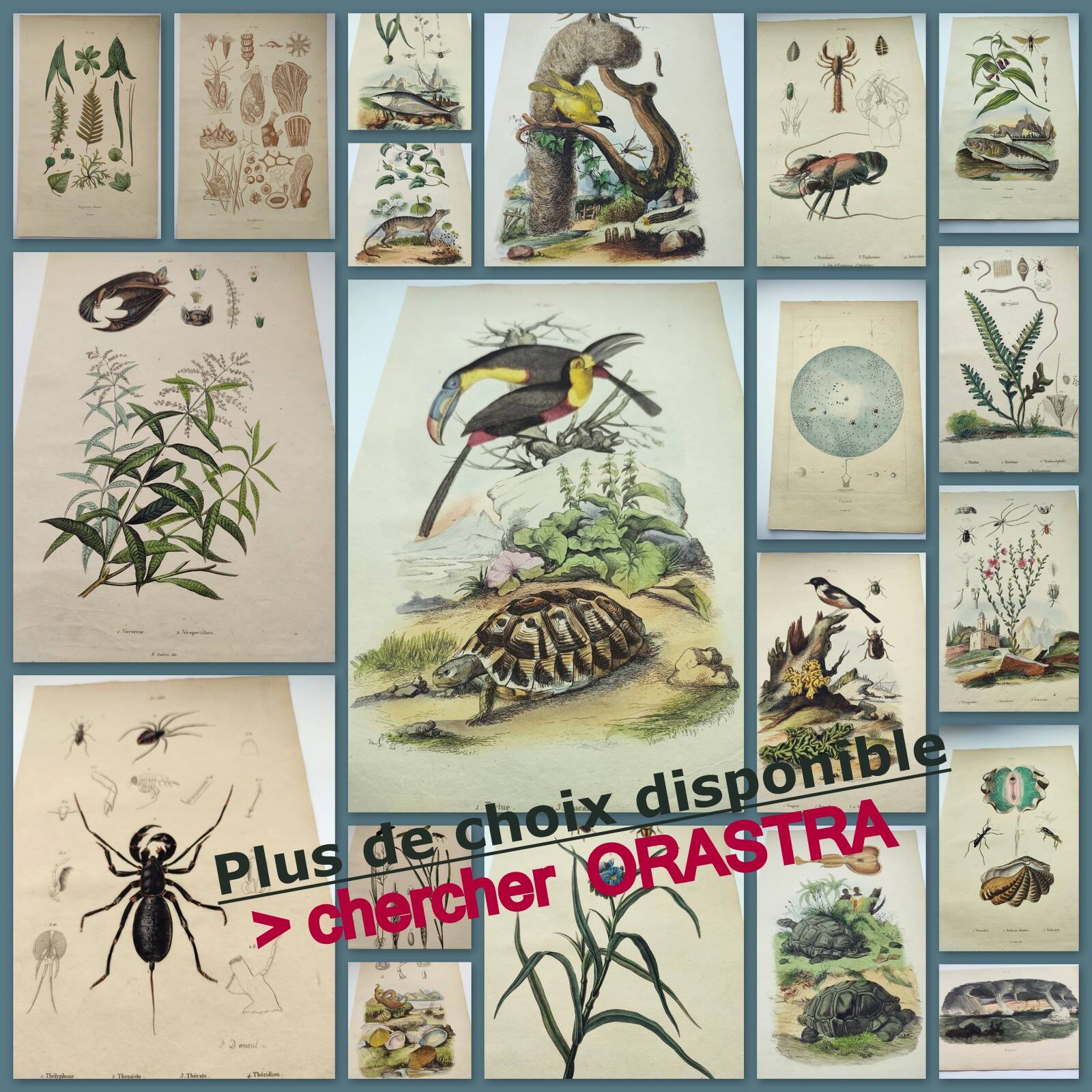 Antique engraving from 1839 - Pulmonary - Hand-colored zoological and botanical plate. Original.