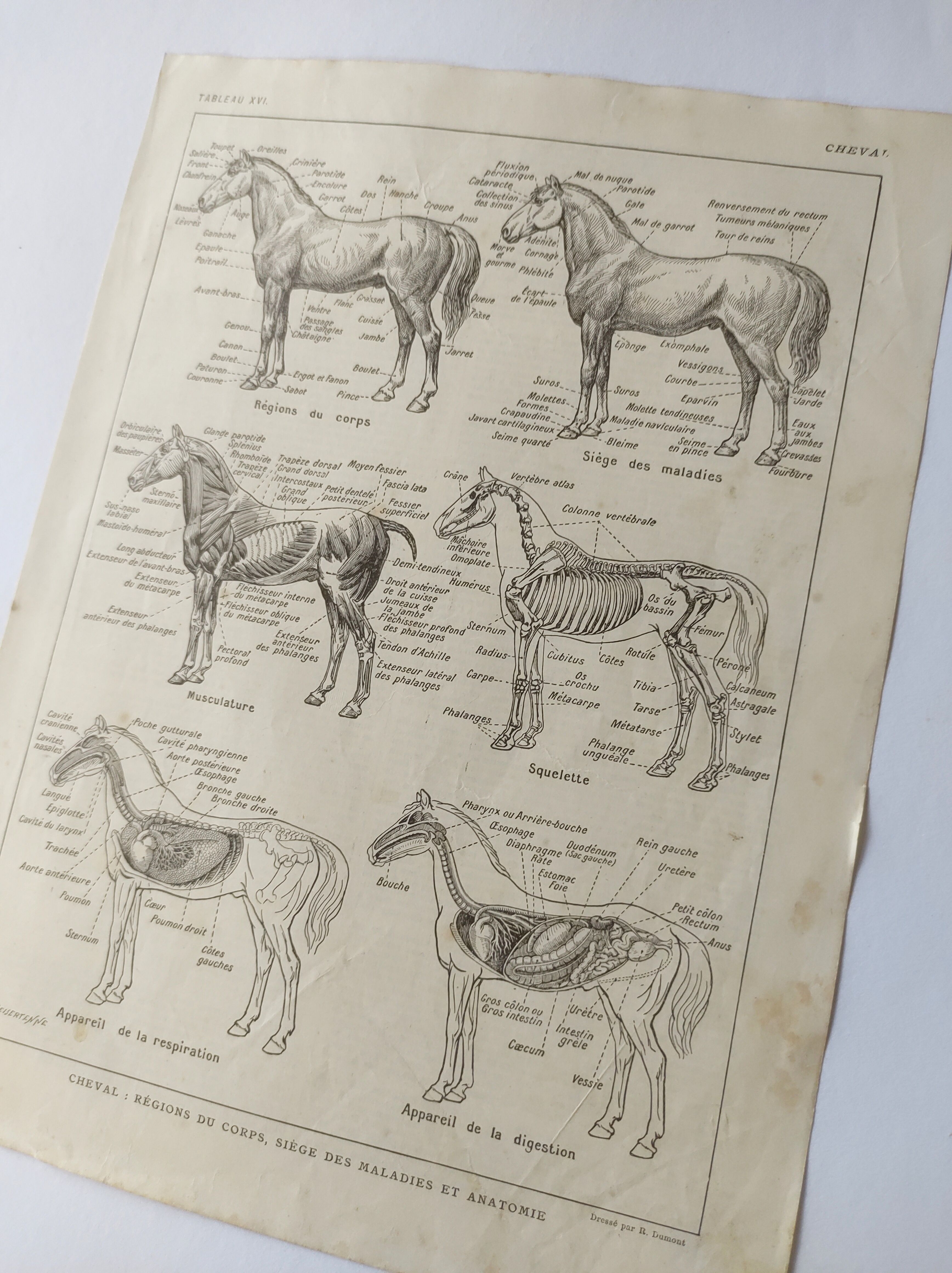 Gravure ancienne • Cheval • Affiche originale de 1922