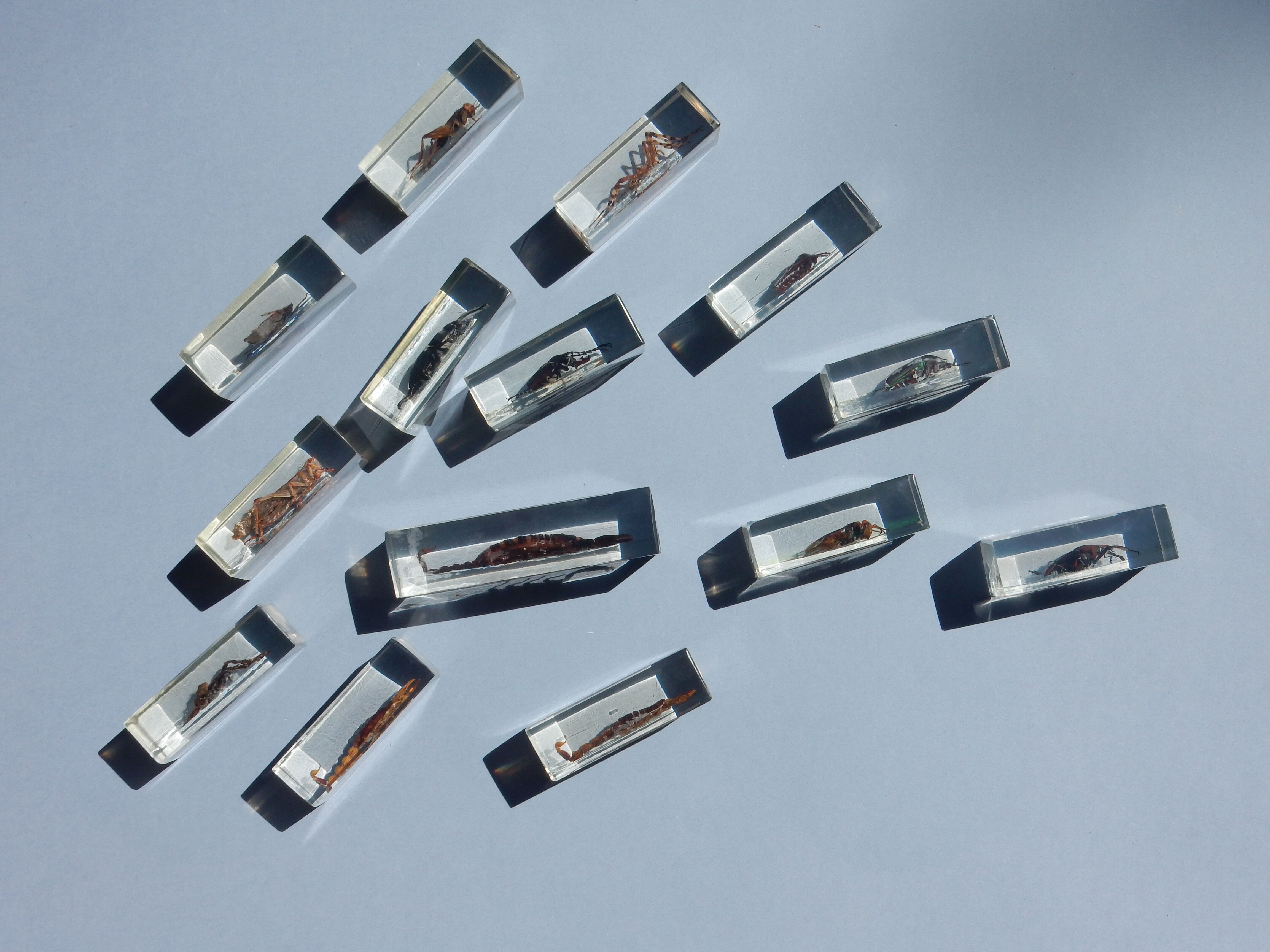 Coffret d'insectes véritables en taxidermie inclusion dans blocs de résine