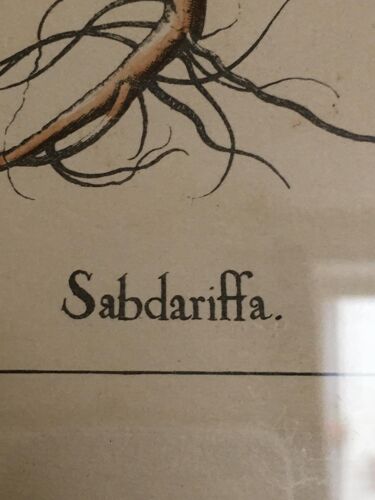 Botanical illustration "Sabdariffa", antique print in wooden frame
