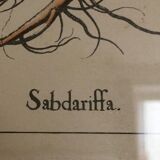 Illustration botanique "Sabdariffa", gravure ancienne dans cadre en bois