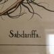 Botanical illustration "Sabdariffa", antique print in wooden frame
