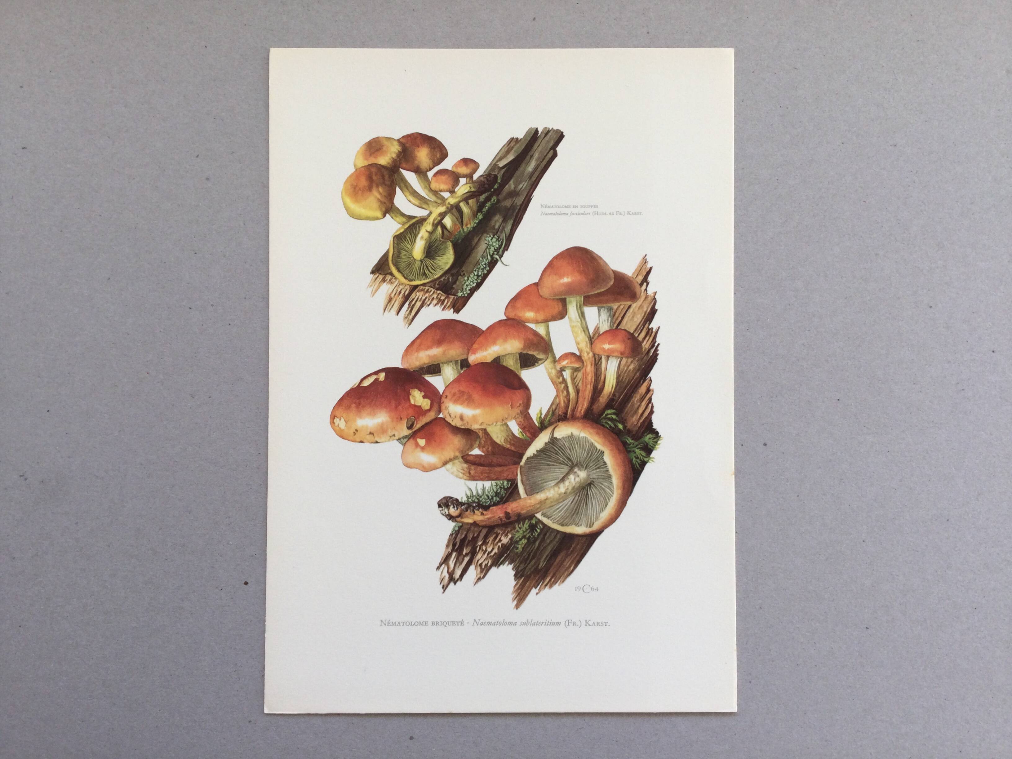 Botanical Illustration Mushrooms Nematoloma Bricket Vintage Print 60s