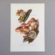 Botanical Illustration Mushrooms Nematoloma Bricket Vintage Print 60s