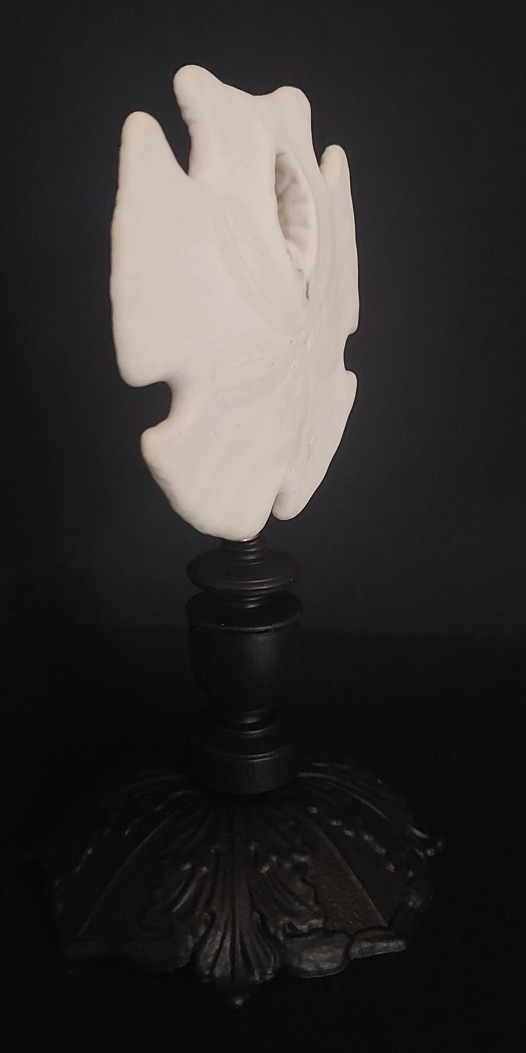 Cabinet of Curiosities sea urchin encope grandis on base