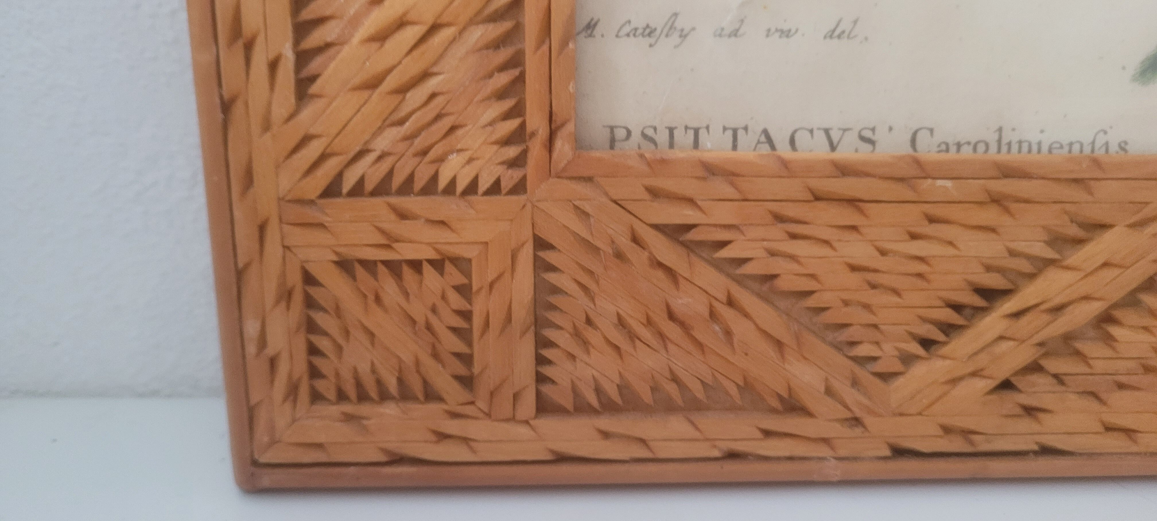 Botanical illustration Carolina parrot carved wooden frame