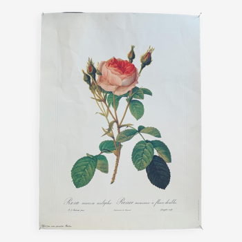 Poster Sparkling Rose by PJ Redouté