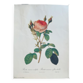 Poster Sparkling Rose by PJ Redouté