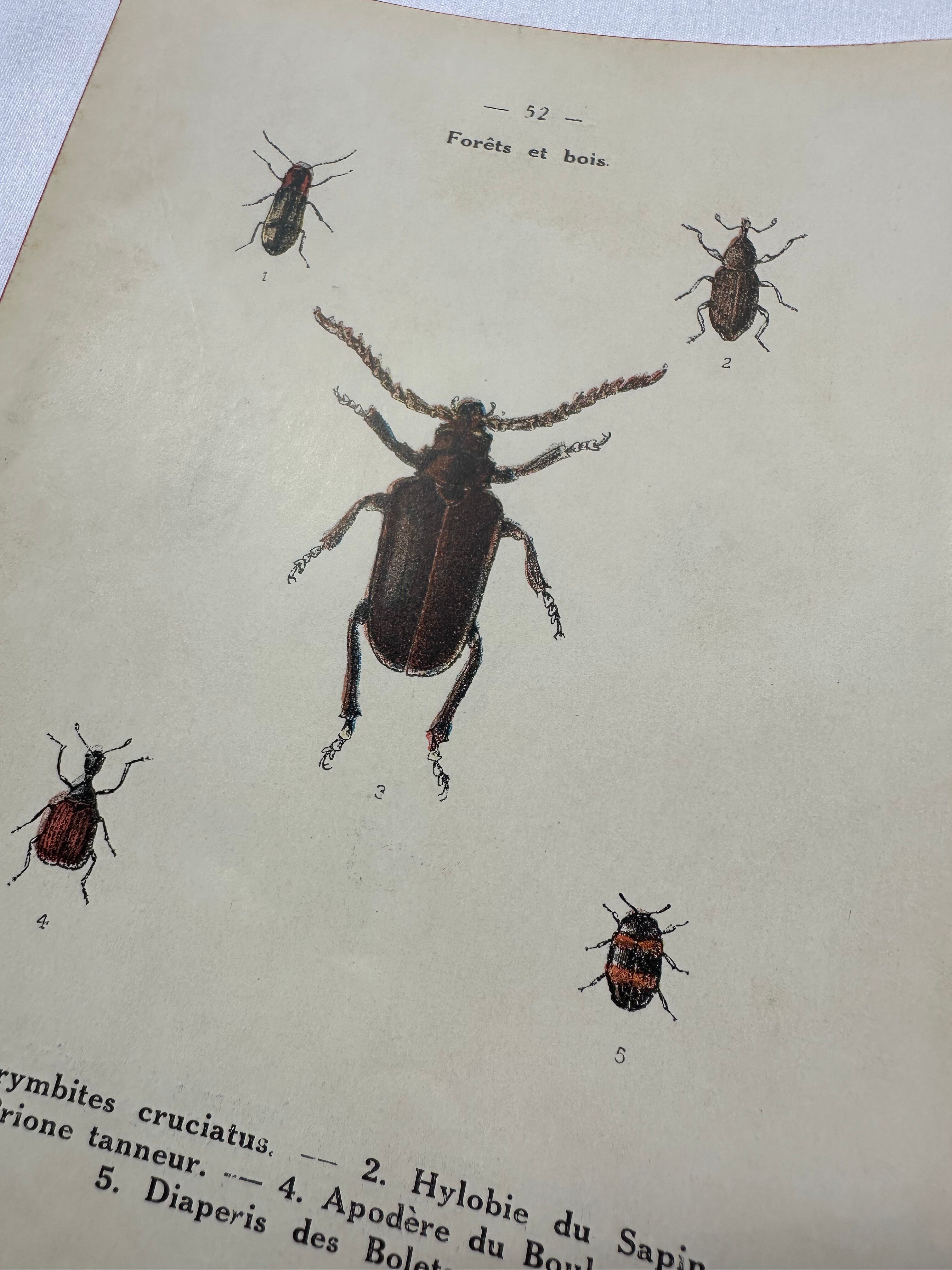 Old double-sided lithographic botanical plate.