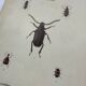 Old double-sided lithographic botanical plate.