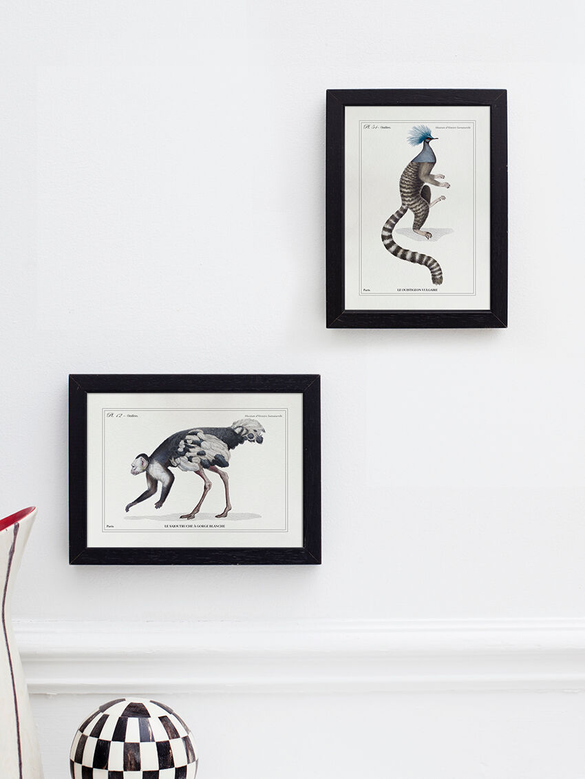 Chimera lithography animal engraving - the ouistigeon