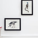Chimera lithography animal engraving - the ouistigeon