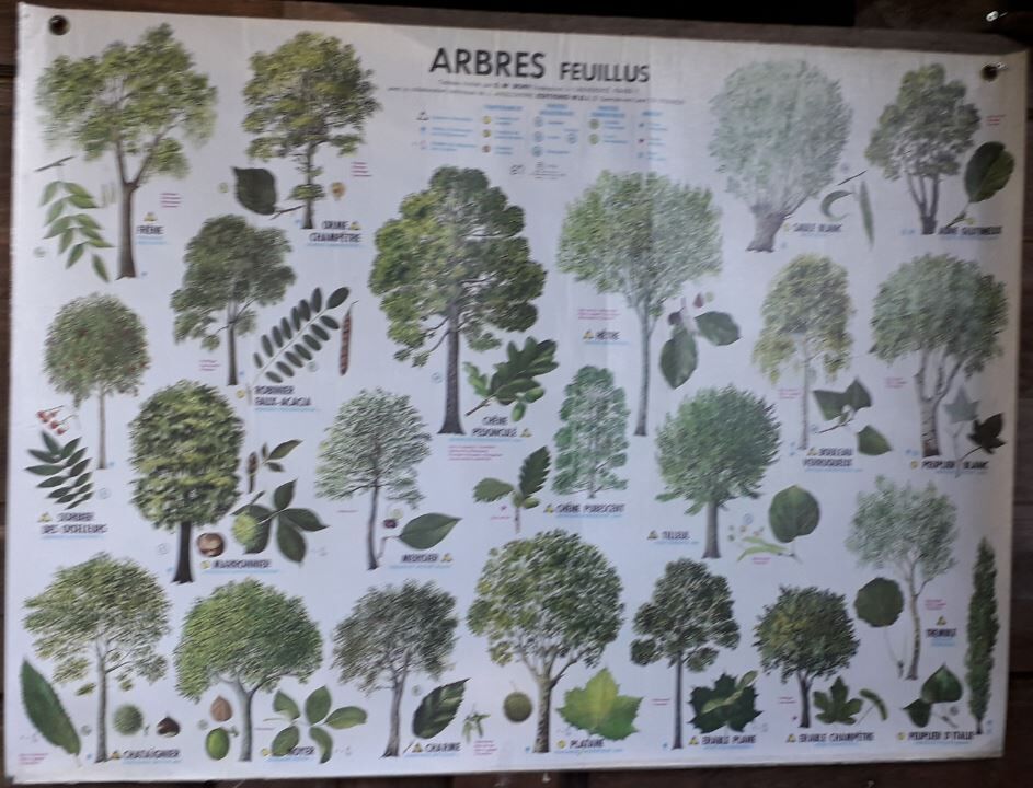 School poster / m.d.i / 1974 mediterranean deciduous coniferous trees